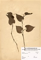 藏品(蕺菜)的圖片